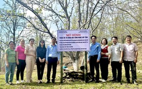 Ứng dụng khoa học công nghệ phát triển lê nâu bản địa Hồng Thái