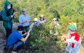 Phát triển dược liệu bản địa, mở hướng sinh kế cho người dân vùng phía Tây Đà Nẵng
