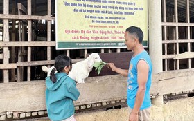 Ứng dụng kỹ thuật nâng hiệu quả chăn nuôi dê ở A Lưới