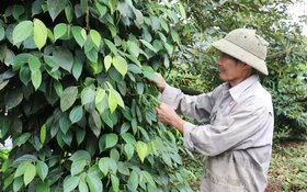 Khai thác lợi thế đất đỏ bazan, nâng tầm nông nghiệp phía Tây Lâm Đồng
