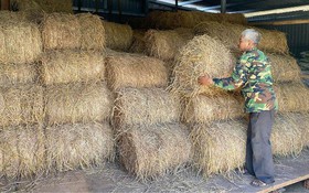 Chủ động nguồn thức ăn cho chăn nuôi ở vùng cao A Lưới