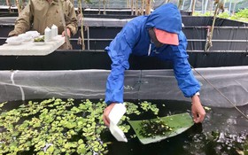 Công nghệ tuần hoàn mở hướng sản xuất mới cho nông dân Bà Nà