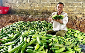 Phú Thọ làm chủ công nghệ, nâng giá trị rau an toàn
