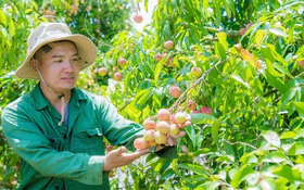 Đắk Lắk ứng dụng khoa học công nghệ nâng chất lượng vùng trồng vải theo hướng hữu cơ