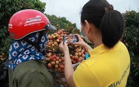 Bưu điện Bắc Giang hỗ trợ nông dân tiêu thụ hàng chục tấn vải, dứa, na mỗi ngày
