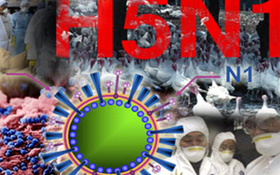 Tăng cường tin, bài tuyên truyền  phòng, chống dịch cúm A (H5N1)