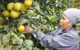 Hưng Yên hỗ trợ nông dân sản xuất và tiêu thụ cam, bưởi
