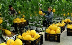 Tập huấn kỹ năng, nghiệp vụ đưa hộ sản xuất nông nghiệp tỉnh Thanh Hóa lên sàn Postmart.vn