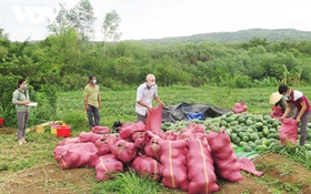 Phú Yên: Hướng dẫn nông dân đưa nông sản lên sàn Postmart.vn