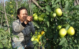 Đắk Nông: Cư Jút giúp nông dân tiếp cận sàn TMÐT