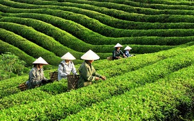 Thái Nguyên: Hỗ trợ nông sản, nông dân tiếp cận với sàn thương mại điện tử