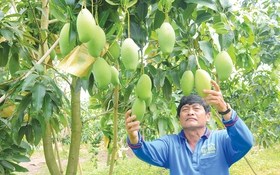 Hội Nông dân An Giang đưa 137 sản phẩm nông sản lên sàn thương mại điện tử