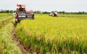 Một cánh đồng ở Thái Bình, nông dân trồng cây gì mà thu nhập 300 - 350 triệu đồng/ha/năm?