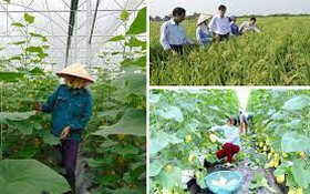 Bắc Giang: Sửa đổi chính sách để thúc đẩy liên kết tiêu thụ sản phẩm nông nghiệp
