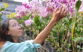 Gia nhập thương mại điện tử, nông dân TP mang tên Bác bán giống hoa lan sang tận Úc