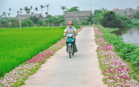 Đường hoa mười giờ ở một xã nông thôn mới Quảng Bình đẹp như phim, thế này ai mà chả muốn chụp ảnh
