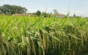 Kết nối tiêu thụ sản phẩm gạo Thái Bình trên sàn thương mại điện tử