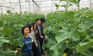 Ứng dụng khoa học kỹ thuật nông dân Bắc Ninh thu lãi lớn từ dưa leo