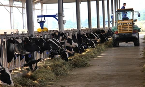 Tầm nhìn chiến lược của Nghị quyết 57 cho nông nghiệp Việt Nam: Sơn La đột phá trong phát triển nông nghiệp công nghệ cao