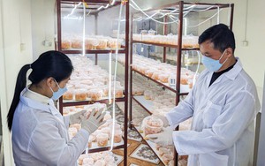 Cao Bằng đẩy mạnh khoa học, công nghệ và đổi mới sáng tạo thúc đẩy phát triển kinh tế - xã hội