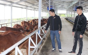 KH&CN thay đổi tư duy làm giàu từ mô hình chăn nuôi bò thịt lai