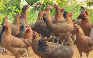 Ứng dụng KH&CN bảo tồn, phát triển nguồn gen gà Tai đỏ