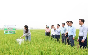 Hà Tĩnh nhân rộng mô hình sản xuất lúa giảm phát thải, hướng tới nông nghiệp xanh