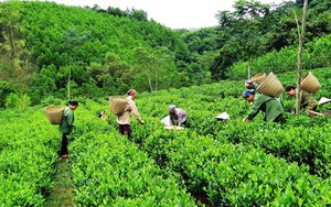 Thông tin kết quả thực hiện nhiệm vụ theo Nghị định thư mã số NĐT/AT/22/02