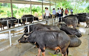 Bảo vệ môi trường, hướng tới chăn nuôi bền vững ở vùng đồng bào dân tộc thiểu số và miền núi