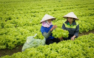 Công nghệ mở đường cho vùng rau VietGAP ở Yên Dũng