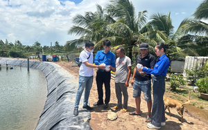 Chuyển giao chế phẩm vi sinh cho người nuôi tôm Cù Lao Dung