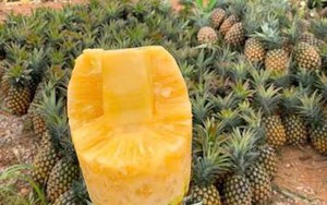 Khoa học và công nghệ đưa dứa Điện Biên vào chuỗi chế biến