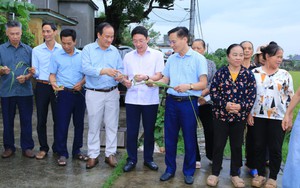 Đưa kỹ thuật canh tác tiên tiến vào mô hình lúa Nếp 415 tại Hưng Yên