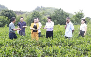 Thái Nguyên số hóa vùng chè, truy xuất đến từng sản phẩm
