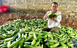 Phú Thọ làm chủ công nghệ, nâng giá trị rau an toàn