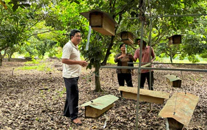 Chuyển giao kỹ thuật nuôi ong, mở hướng sinh kế cho đồng bào ở Lâm Đồng