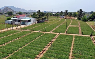 2.354 quy trình công nghệ thúc đẩy phát triển nông thôn, miền núi