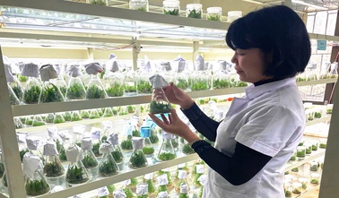 Phú Thọ lưu giữ, bảo tồn và nhân giống cây trồng, dược liệu bằng công nghệ nuôi cấy mô tế bào