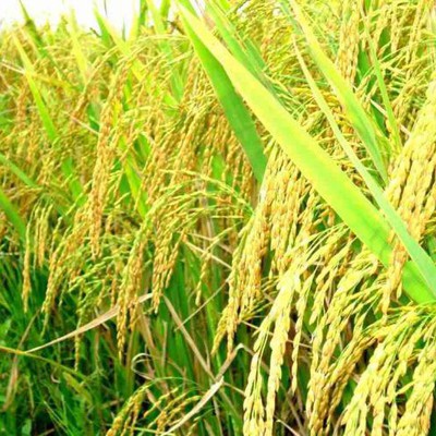 Thông tin nghiệm thu nhiệm vụ KH&CN cấp quốc gia, mã số ĐTĐL.CN-52/22