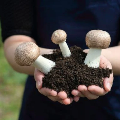 Thông tin nghiệm thu nhiệm vụ KH&CN quốc gia, mã số 24/21-ĐTĐL.CN-CNN