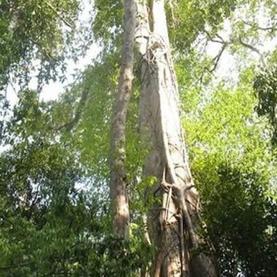 Thông tin kết quả thực hiện nhiệm vụ KH&CN cấp Quốc gia, NVQG-2021/ĐT.13