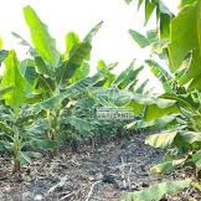 Thông tin về kết quả thực hiện nhiệm vụ KH&CN quỹ gen cấp quốc gia, mã số NVQG-2021/ĐT.01