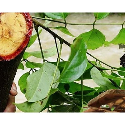 Kết quả thực hiện nhiệm vụ KH&CN quốc gia, mã số nhiệm vụ: NVQG-2023/ĐT.08