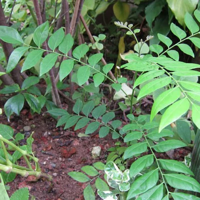 Kết quả thực hiện nhiệm vụ KH&CN cấp quốc gia, NVQG-2023/ĐT.10