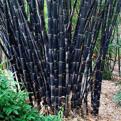 Kết quả thực hiện nhiệm vụ KH&CN cấp quốc gia, NVQG-2020/ĐT.19