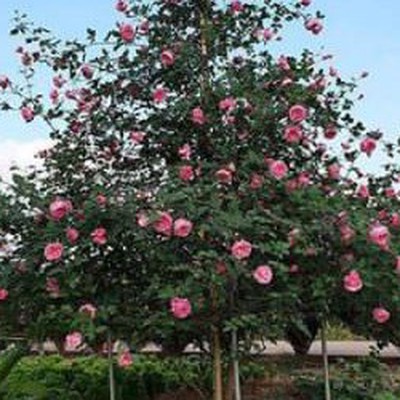 Kết quả thực hiện nhiệm vụ KH&CN cấp quốc gia, mã số: NVQG-2022/ĐT.13