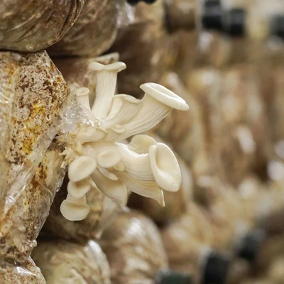 Nghiệm thu nhiệm vụ KH&CN cấp quốc gia, mã số ĐTĐL.CN.18/23