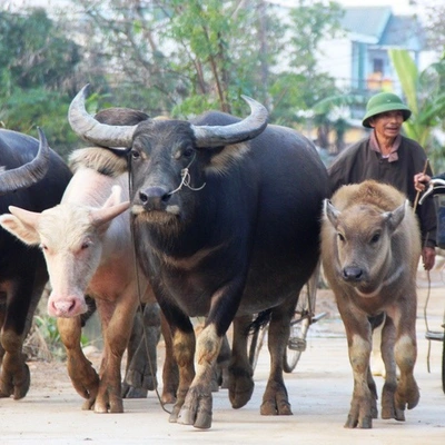 Kết quả thực hiện nhiệm vụ KH&CN quỹ gen cấp quốc gia, mã số NVQG - 2018/13