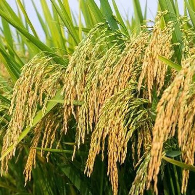 Thông tin kết quả thực hiện nhiệm vụ theo Nghị định thư mã số NĐT/CN/21/24