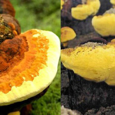 Thông tin kết quả thực hiện nhiệm vụ khoa học và công nghệ cấp quốc gia